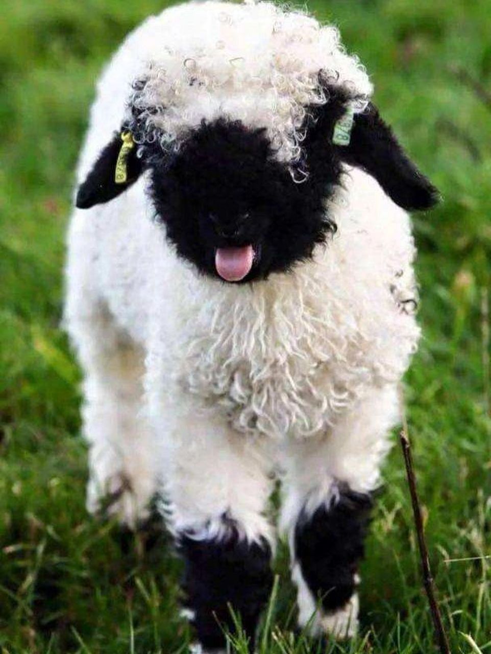 最萌的明星咩咩——瓦莱黑鼻羊  又叫 ,是世界上最萌的羊,也是最"不要