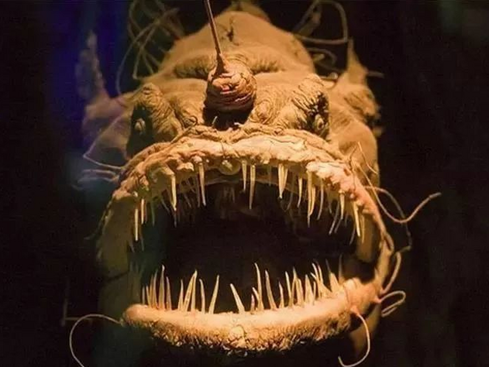 长得很丑却浑身是宝的灯笼鱼~!