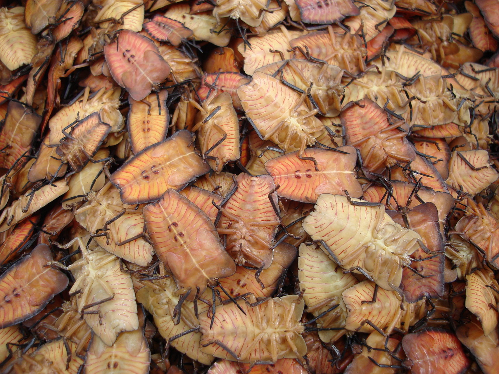 云南昆虫宴 进入秋季节以来,是居住云南红河,元阳,绿春,金屏等各族