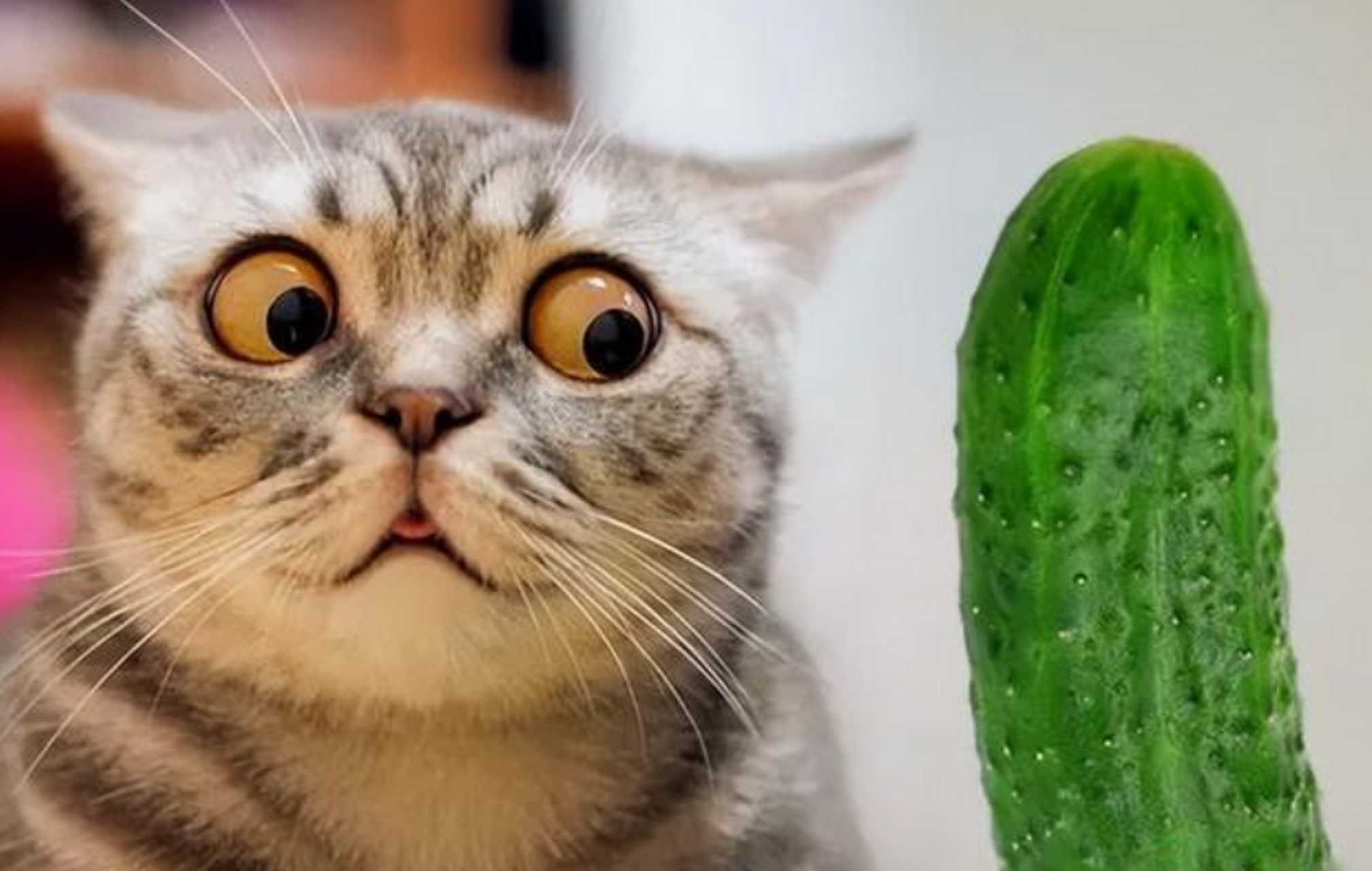 为什么猫那么怕黄瓜为什么在线 为什么猫那么怕黄瓜为什么在线