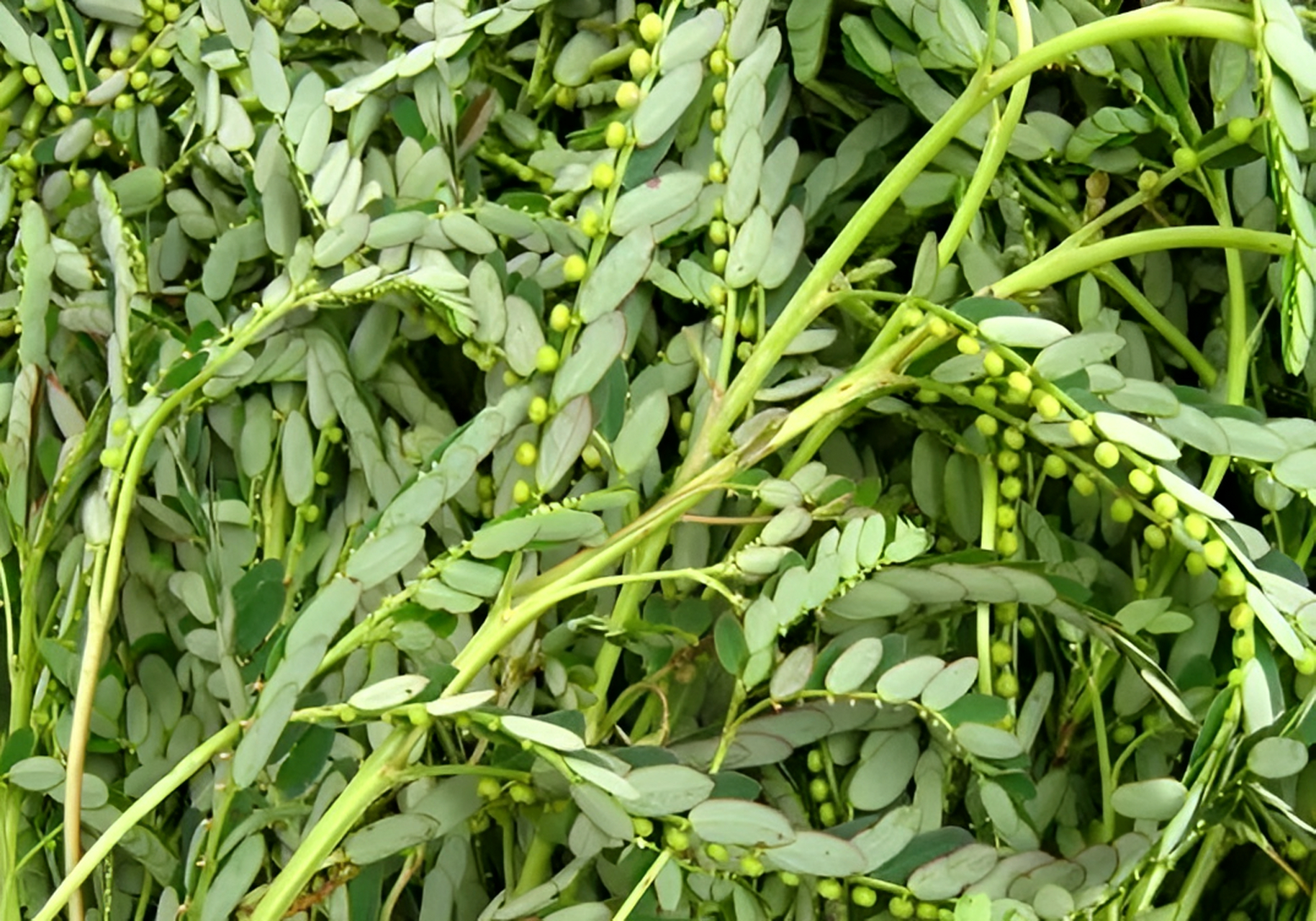 1种知名的"养肝草",如今被重视起来,十分珍贵,别把它当杂草