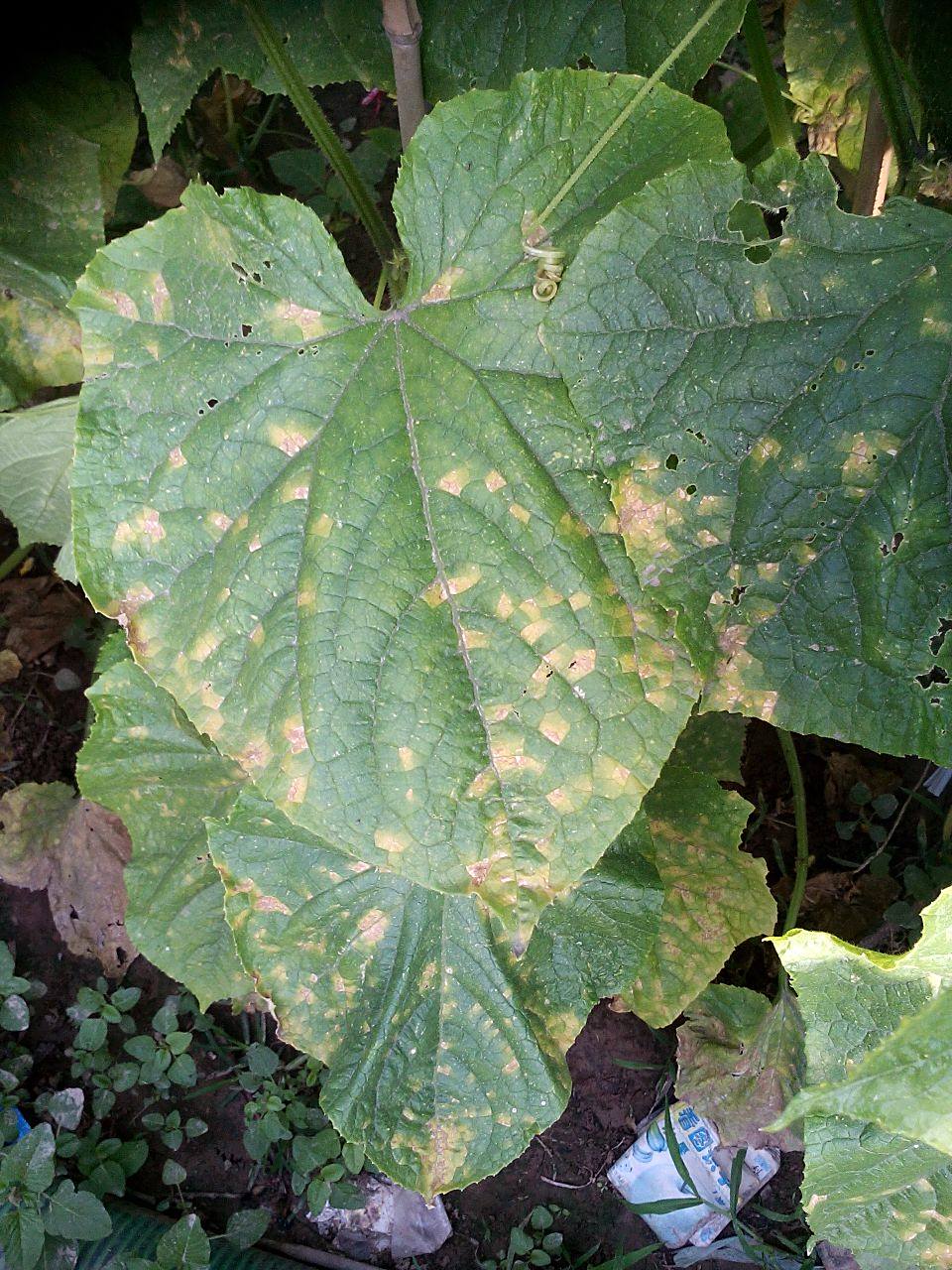 我家的黄瓜黄叶了.