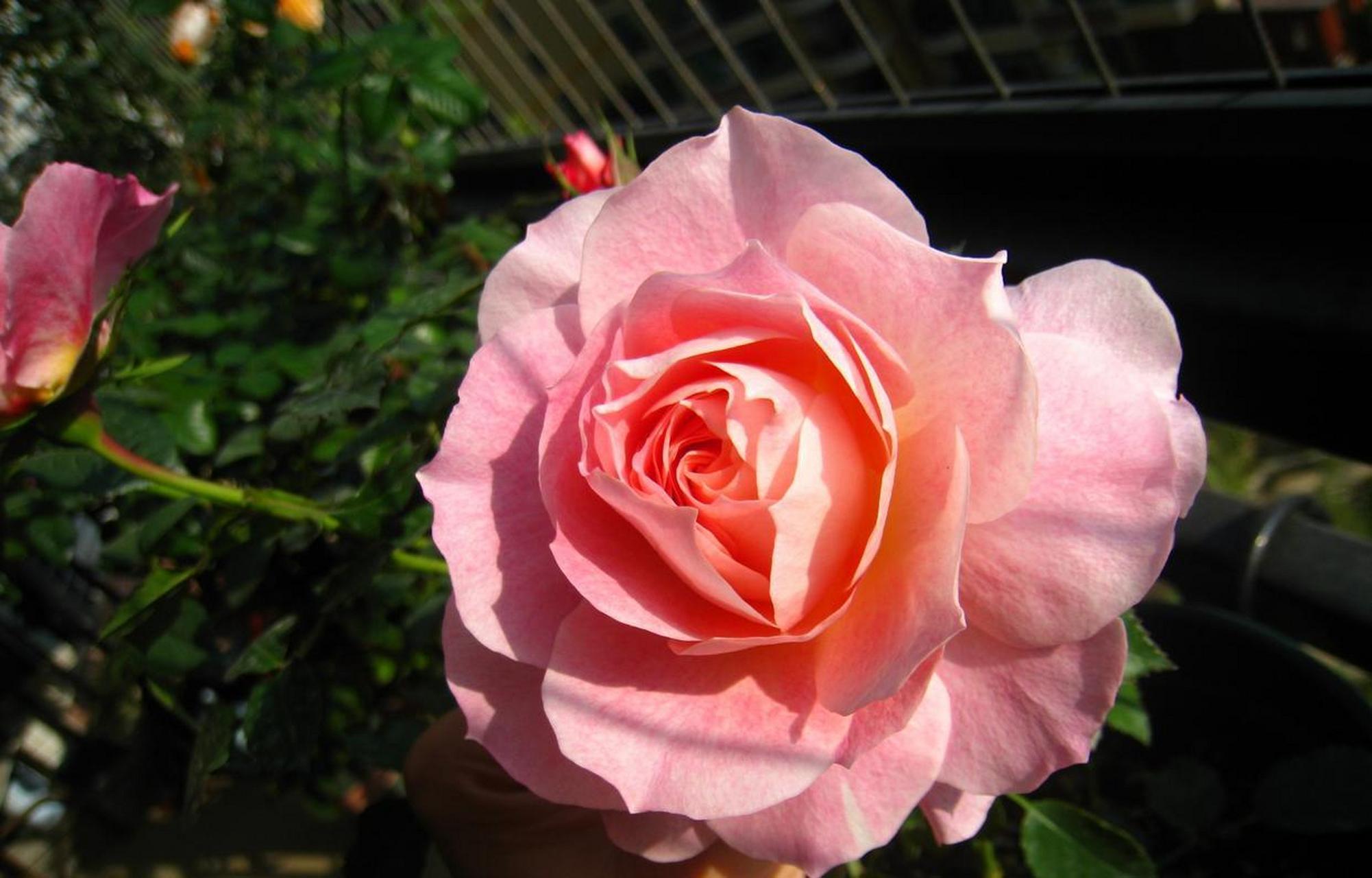 海神王阳台,一种矮壮的微型月季花,和阳台十分搭的