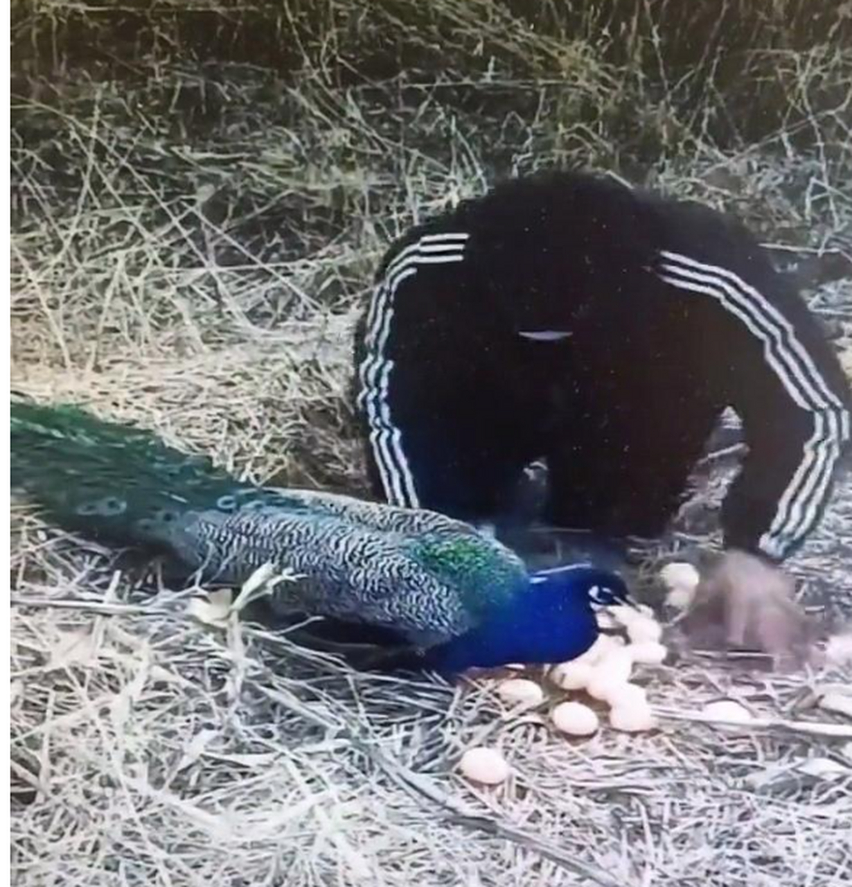 这就是偷孔雀蛋的下场![笑哭]