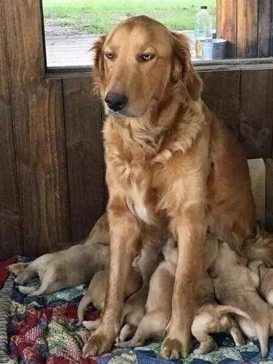 原来狗子当妈的孩子一多也是生无可恋啊