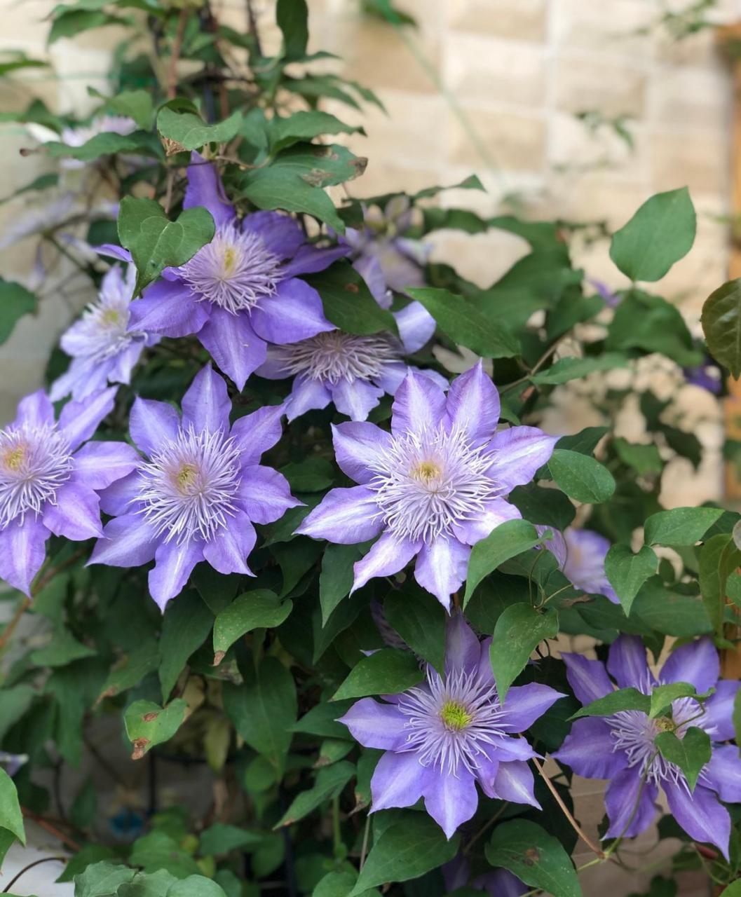 水晶喷泉——铁线莲里"永远滴神",攀援能力强,枝繁叶茂,开的重瓣大花