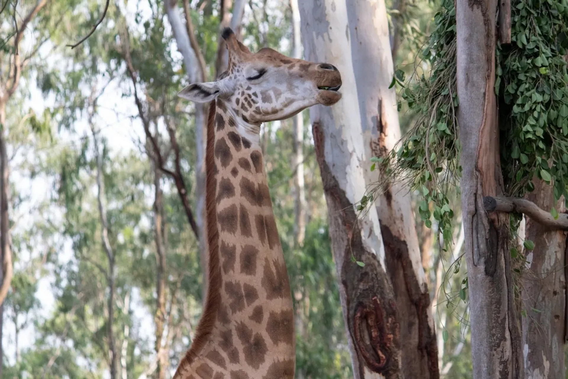 长颈鹿为什么站着睡觉图片