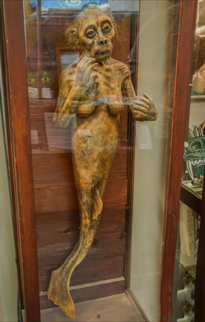 不得不说,这个标本缝合的真好,一点都没看出来是猴子和鱼的工艺品