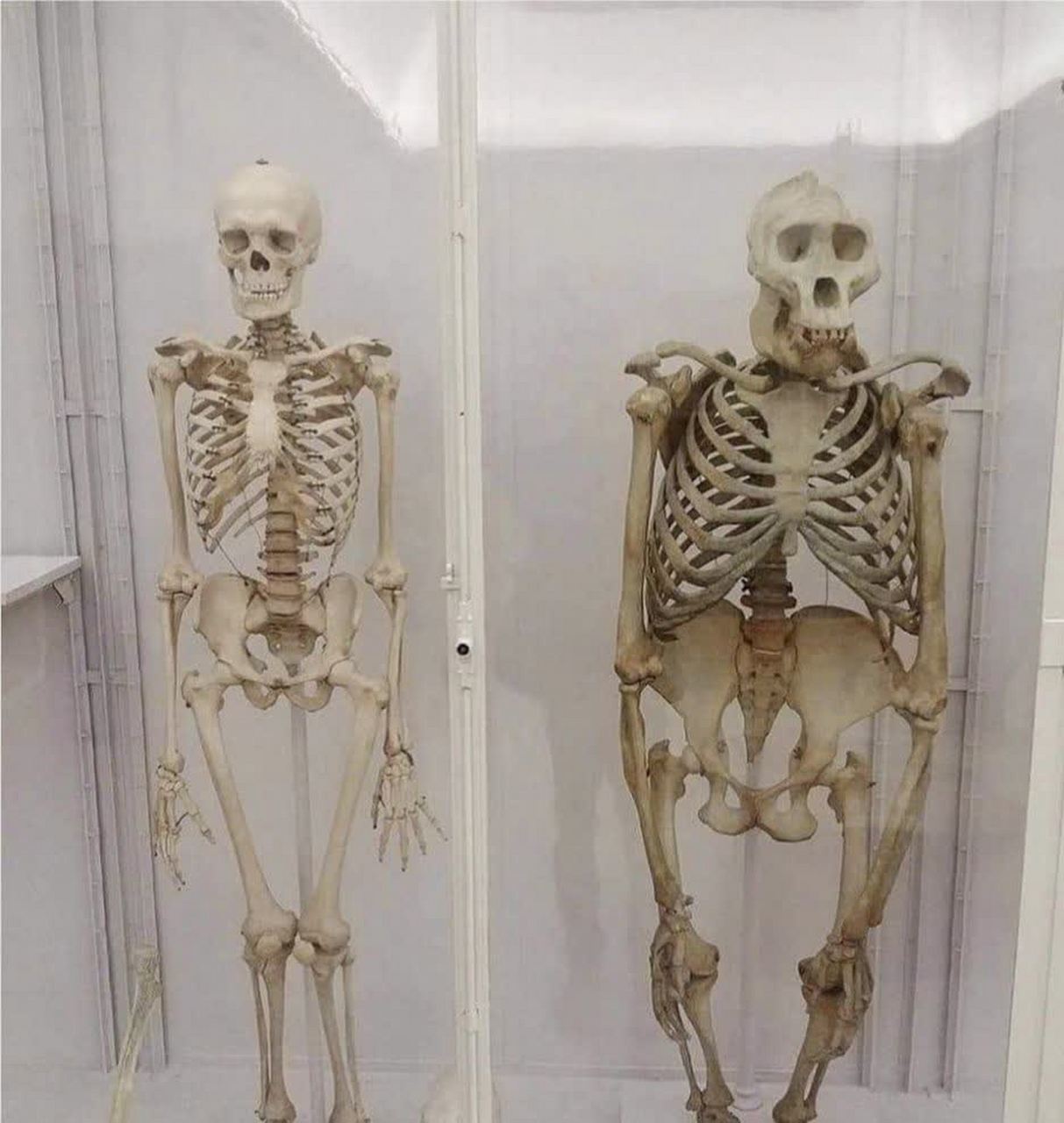 猩猩和人类的骨骼差异[鄙视]