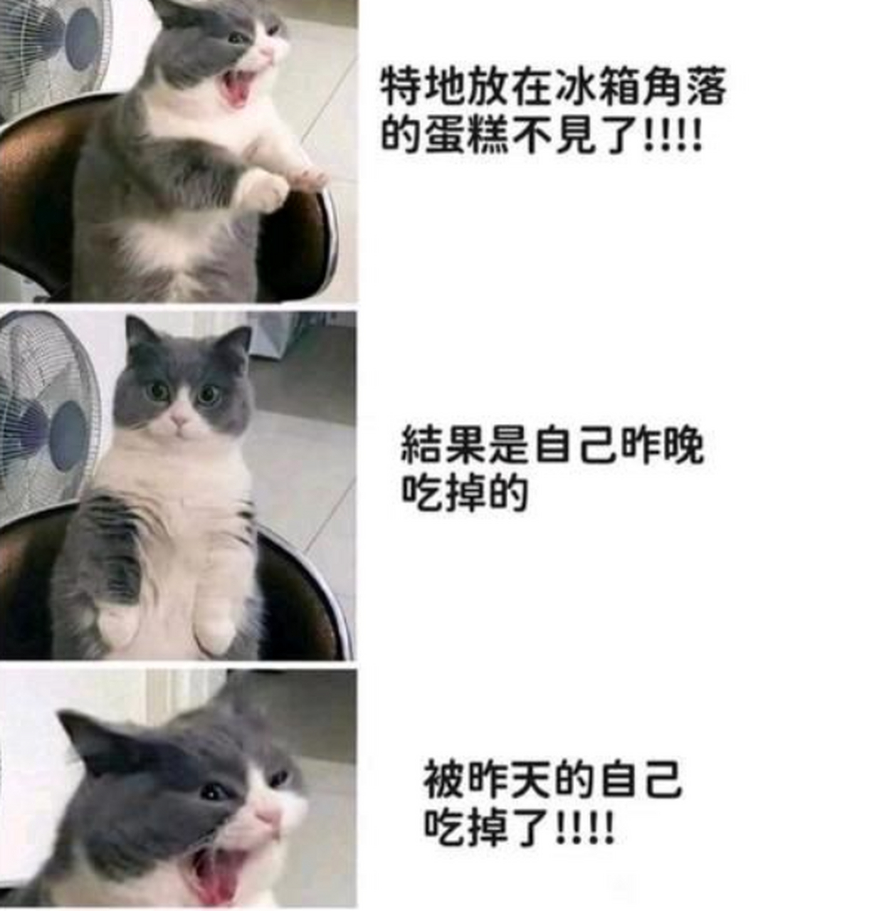 放在冰箱角落的蛋糕不见了,结果被昨天的自己吃掉了,真是太可恶了!