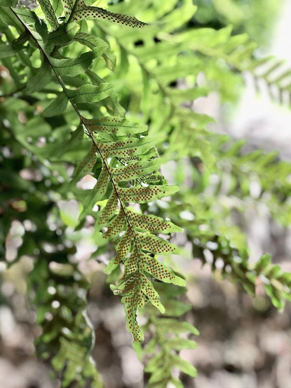 這棵龍眼樹上附生了大量蕨類植物,這些蕨類葉片背後的點不是蟲卵,而是