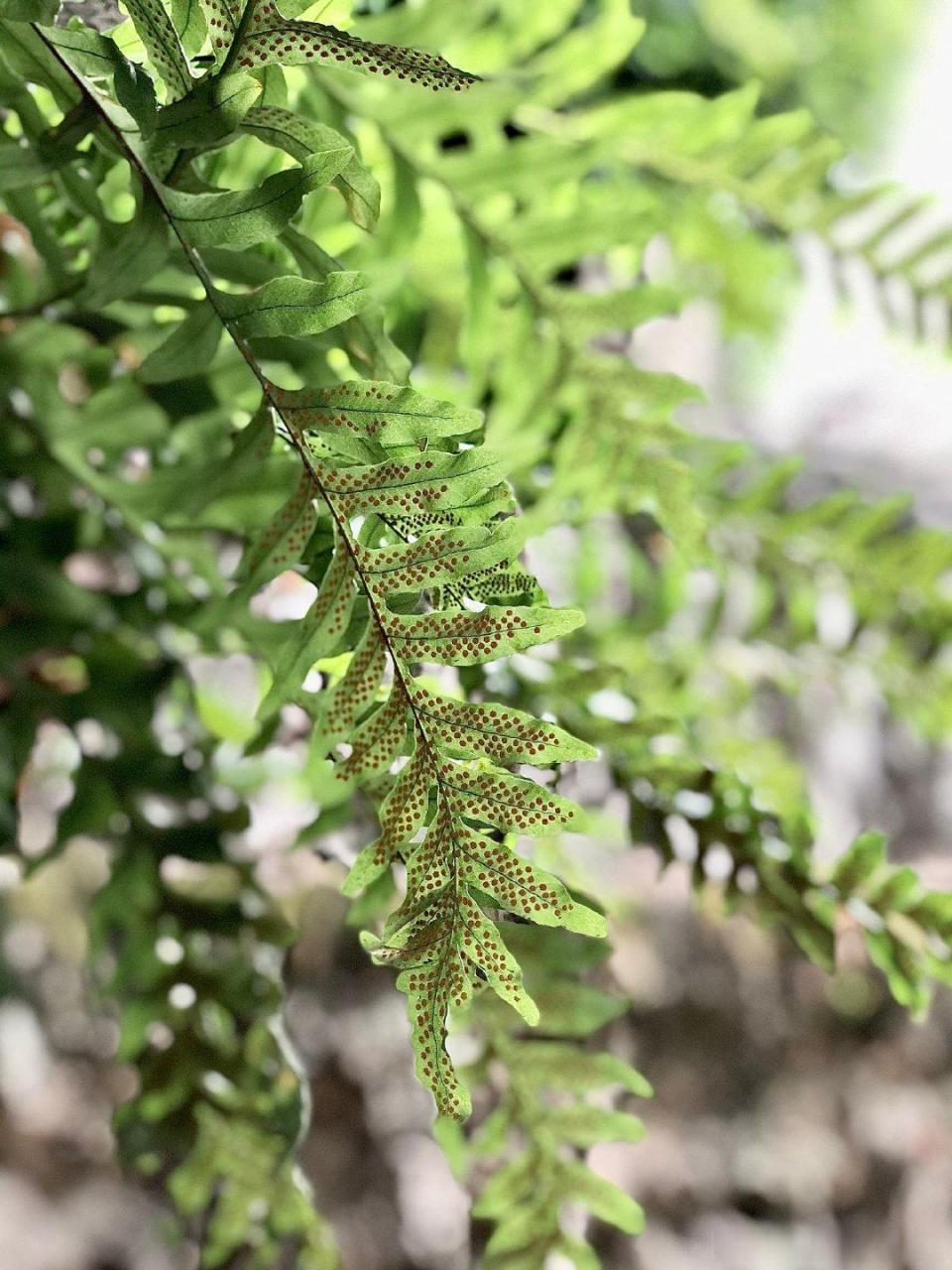 这棵龙眼树上附生了大量蕨类植物,这些蕨类叶片背后的点不是虫卵,而是