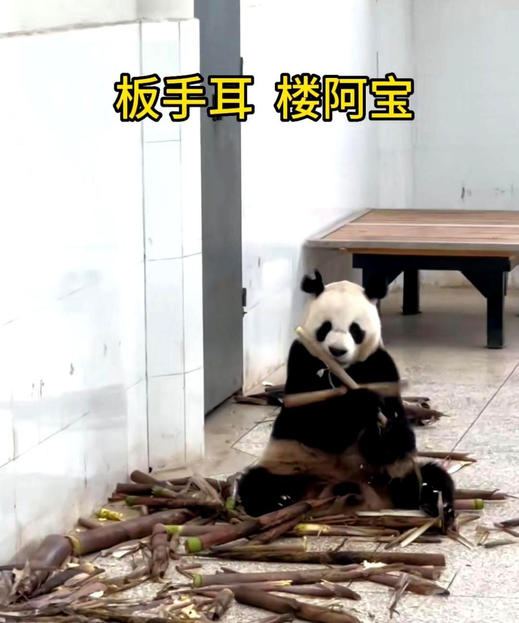 多年默默无闻,一次被咬名声大.大熊猫楼阿宝的"扳手耳"成为全球知名.