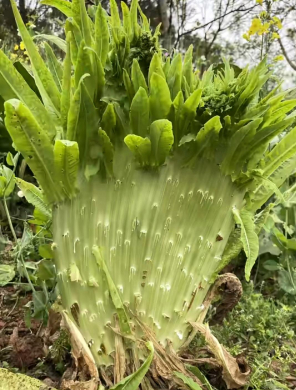 第一次看见莴笋缀化 [笑哭]