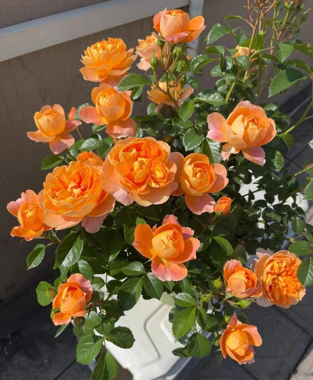 大妈的精选   果汁阳台盆栽果汁阳台1盆 1个加仑盆 35.