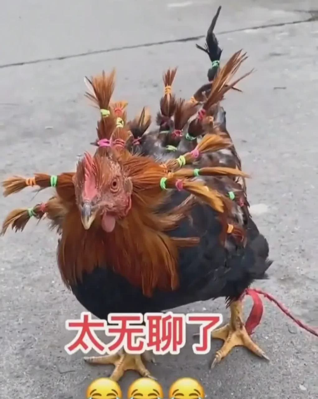 现在我知道这是一只母鸡了![大笑][大笑]#搞笑