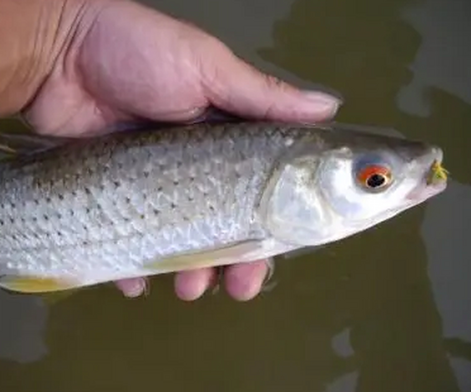 这种红眼鱼看着真的很奇怪,这是什么品种?