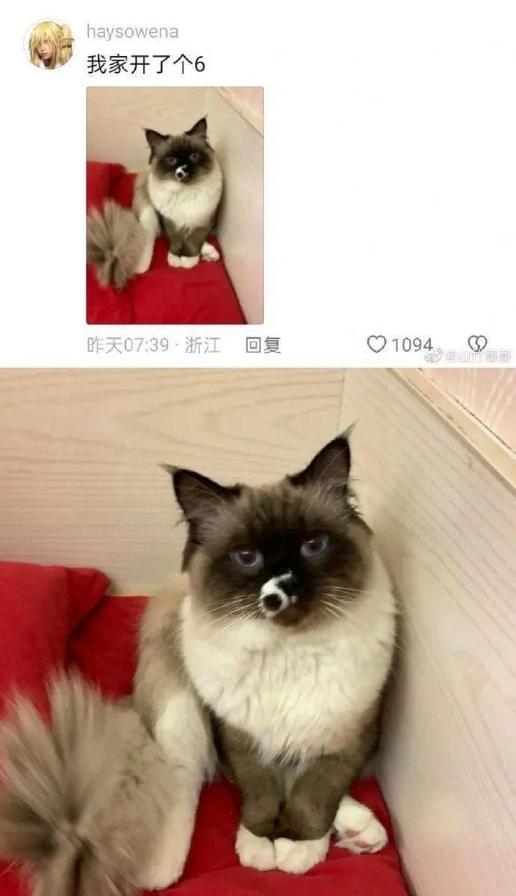 见过最6的布偶开脸