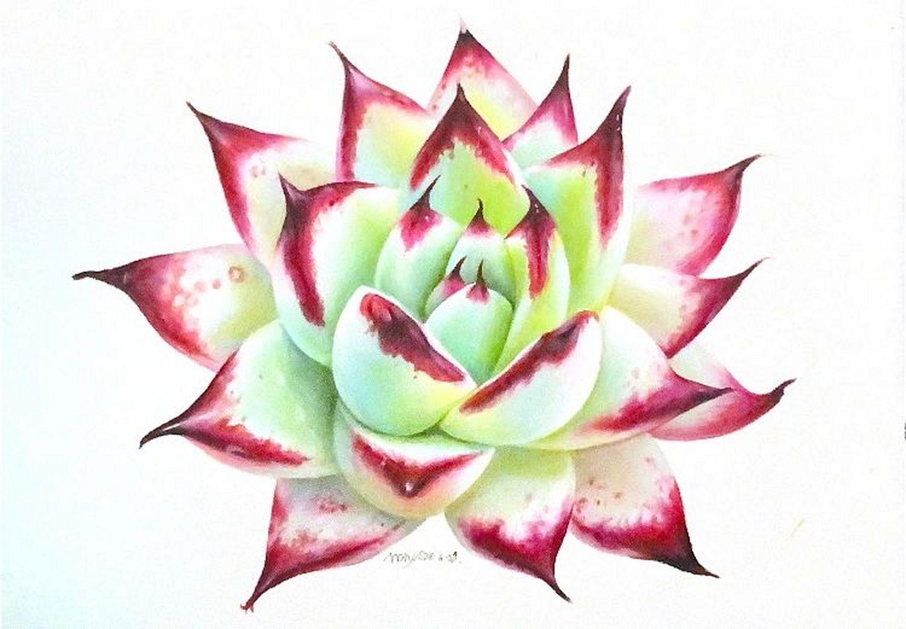 彩铅手绘多肉系列分享 纸张:获多福300克,笔:霹雳马,打型的时候注意多