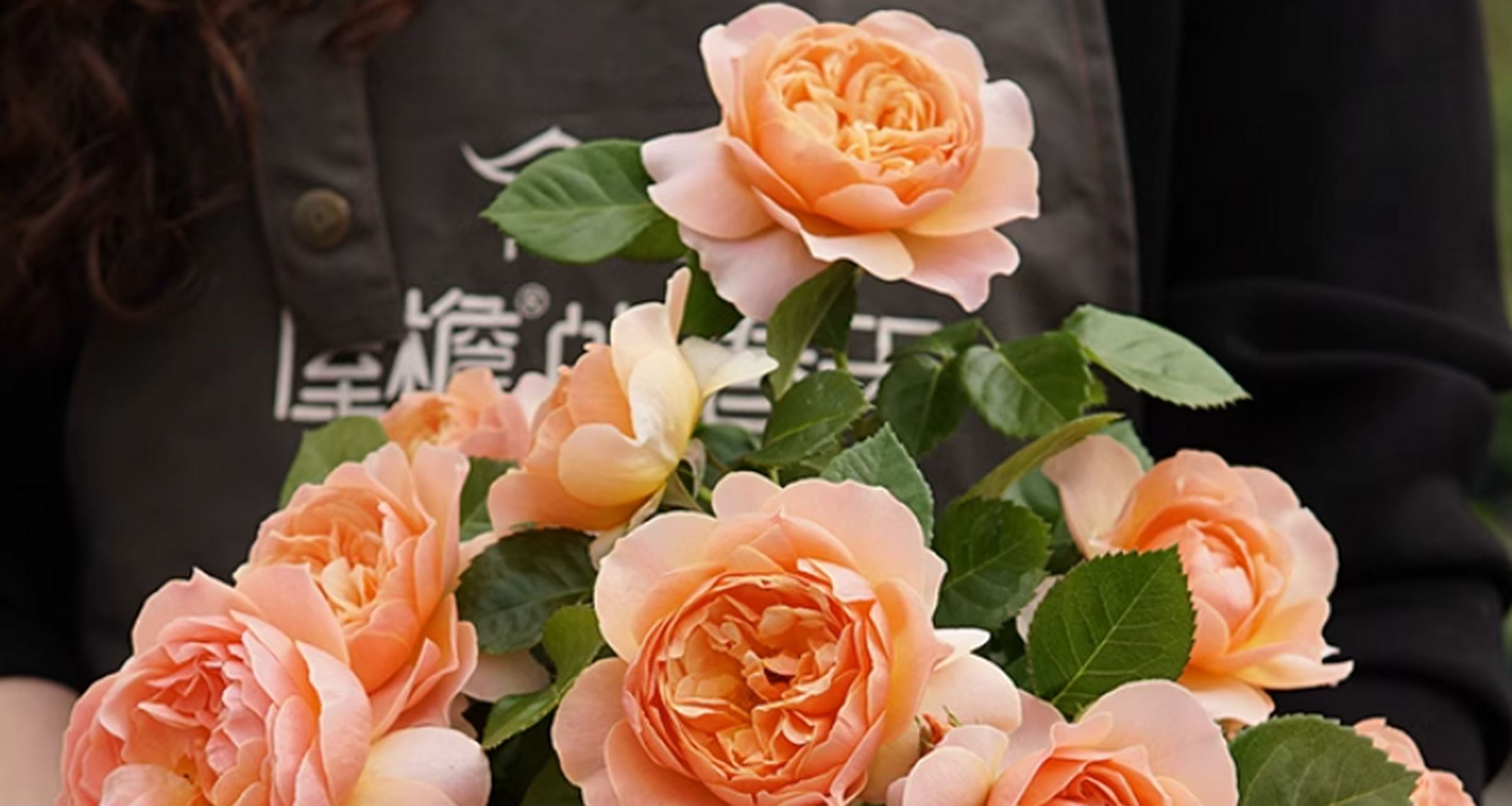 铃之妖精月季的优缺点  缺点  11566不抗黑斑,容易滋生黑斑,需要