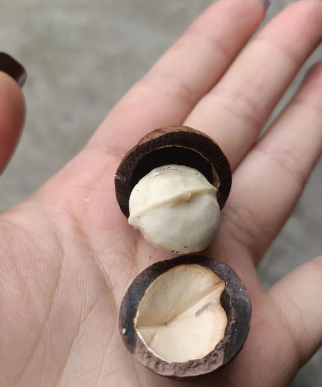 夏威夷果还可以这样打开