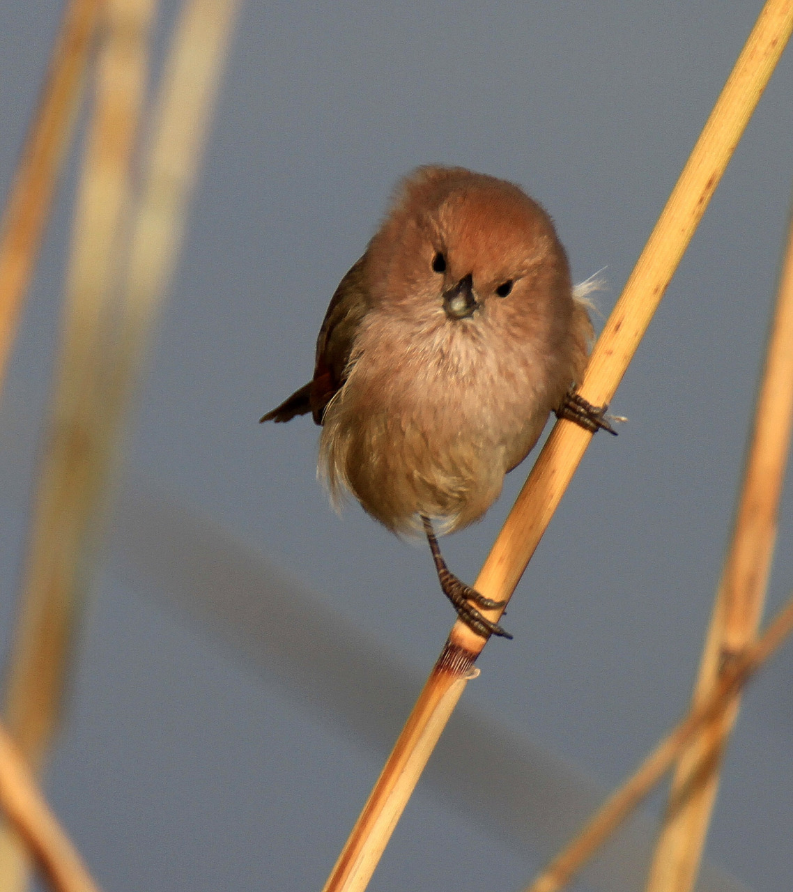 芦苇丛中小巧玲珑的棕头鸦雀
