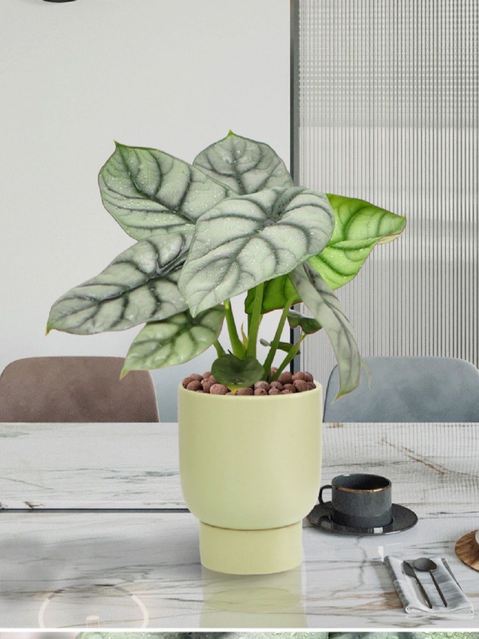 每天认识一种绿植:"宁静致远"白犀牛海芋 91名称:白犀牛海芋 00