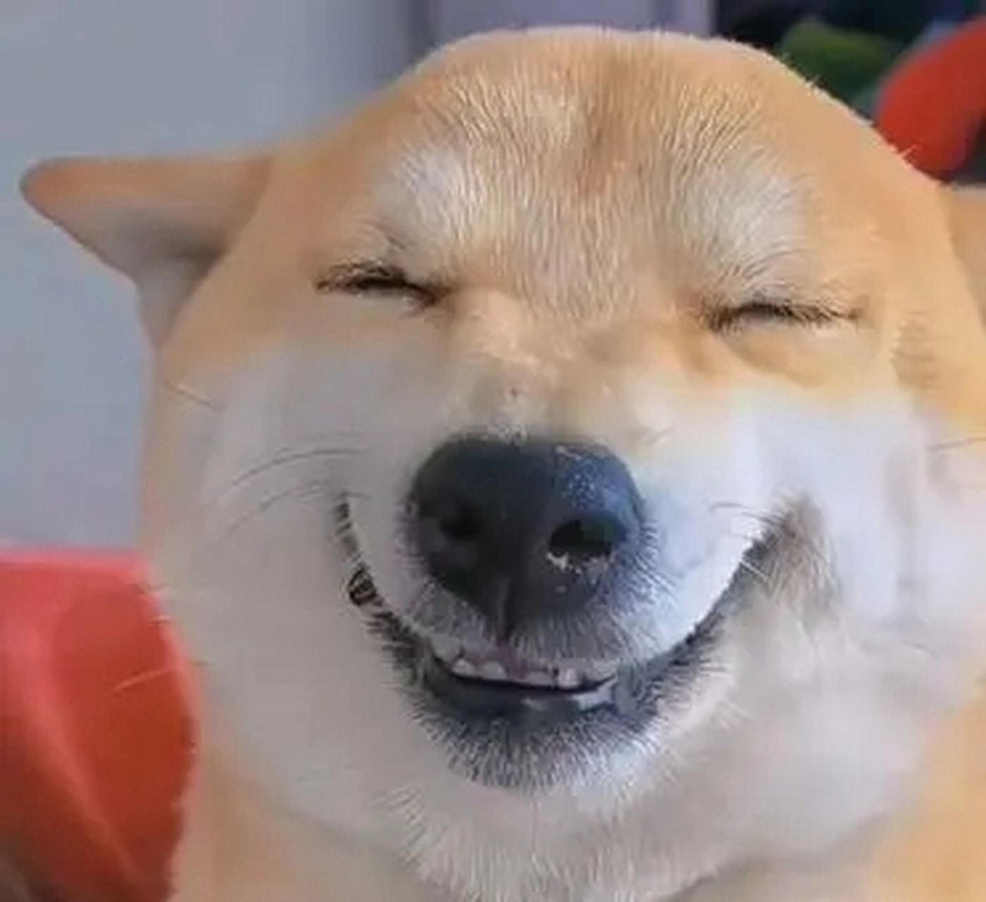 狗狗的笑容,也挺治愈的.