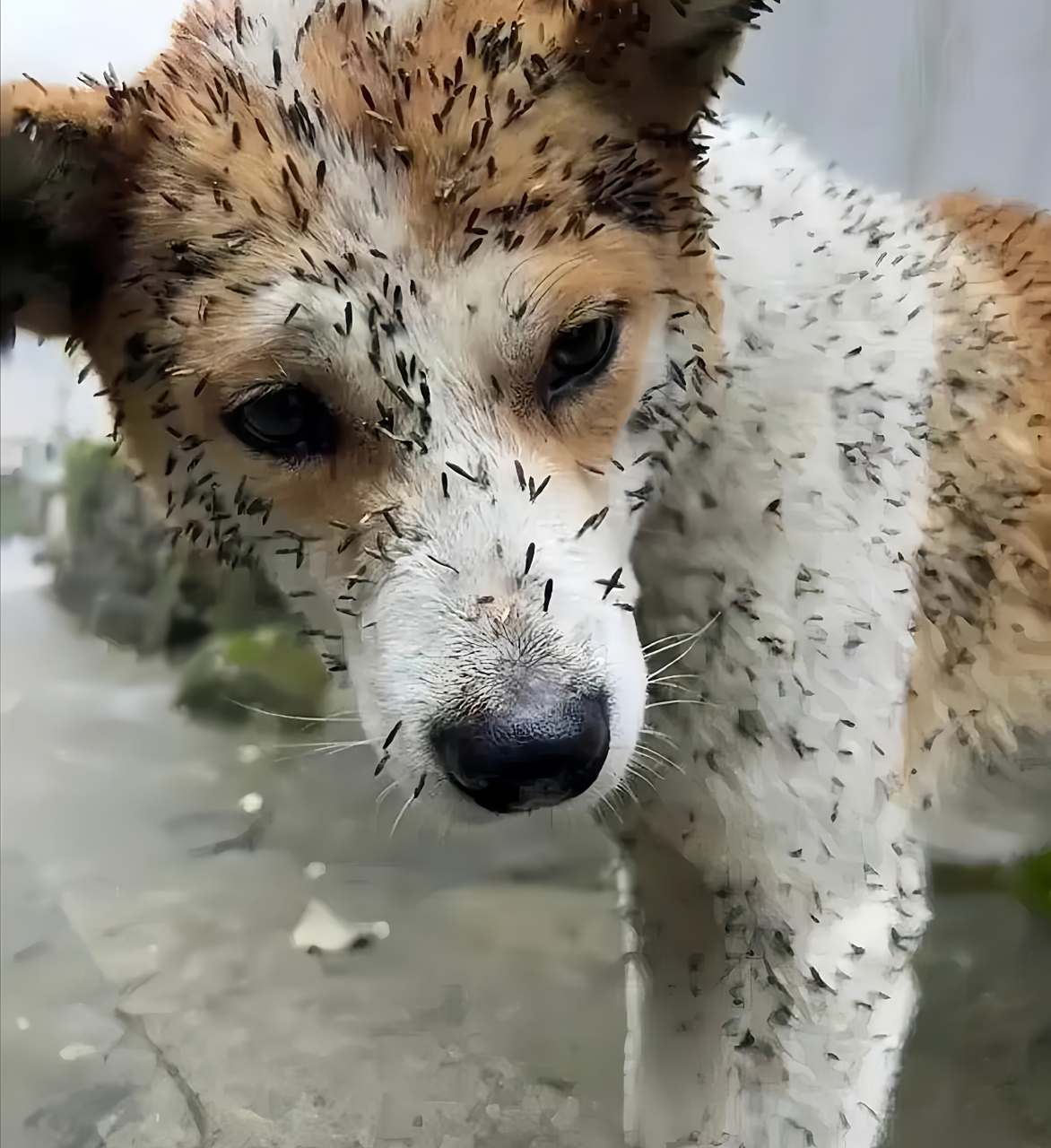 身上的这个东西难道是苍耳吗?