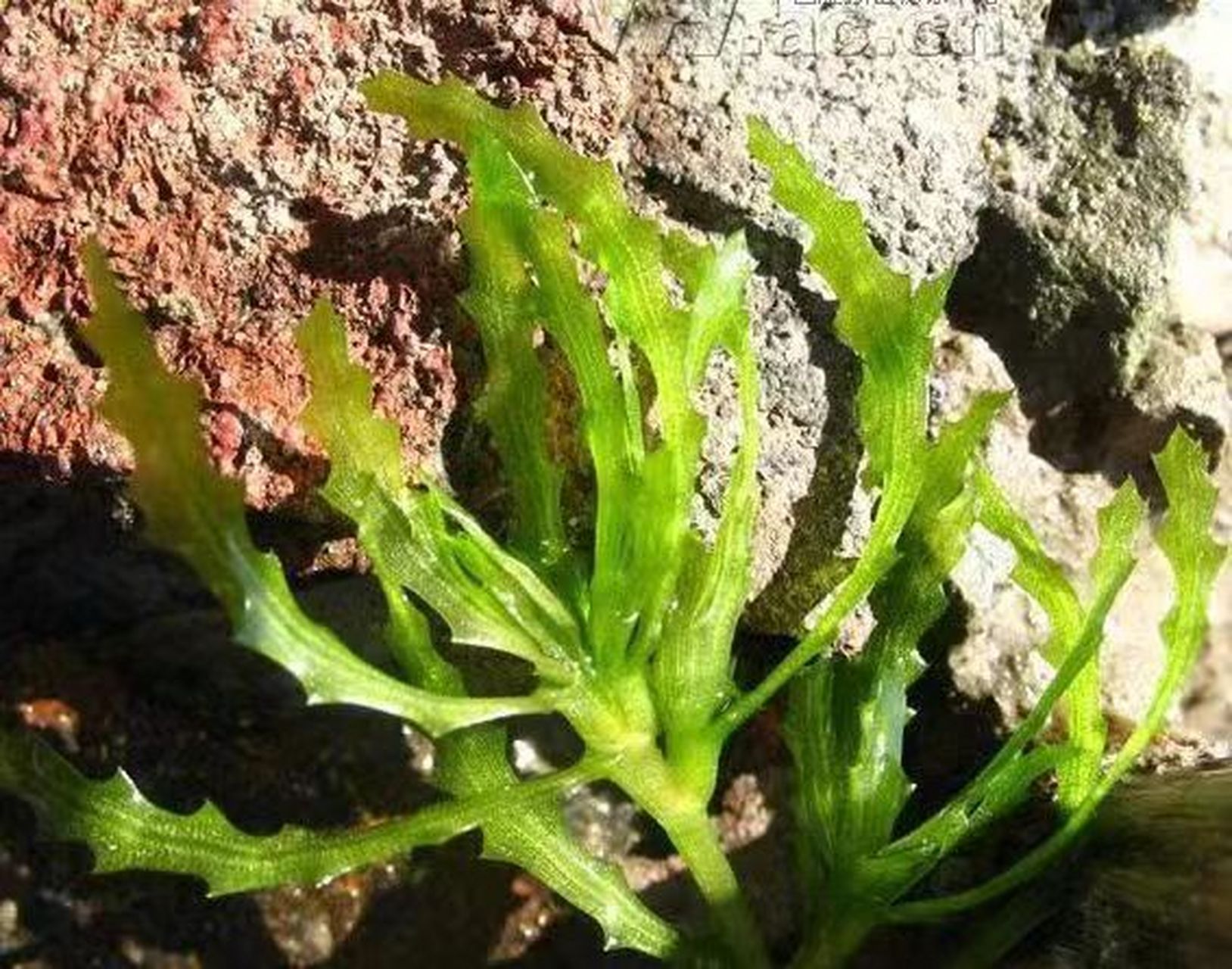 20种沉水植物图片