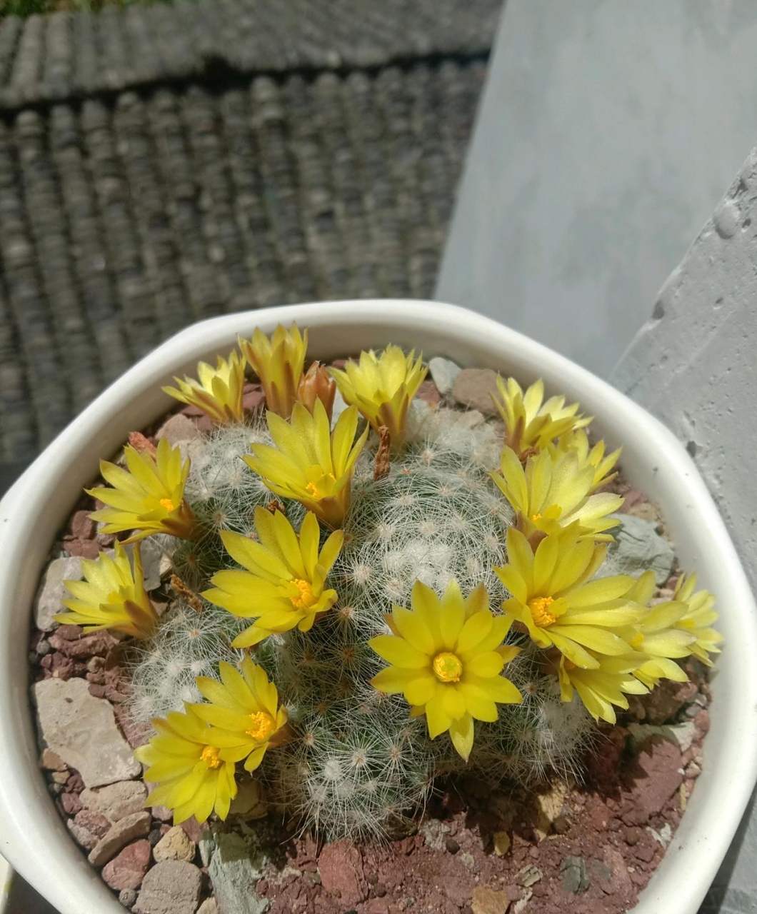 有种仙人球,名叫"芳香丸",乳突球属多肉植物,身上长满了白色的绒毛,看