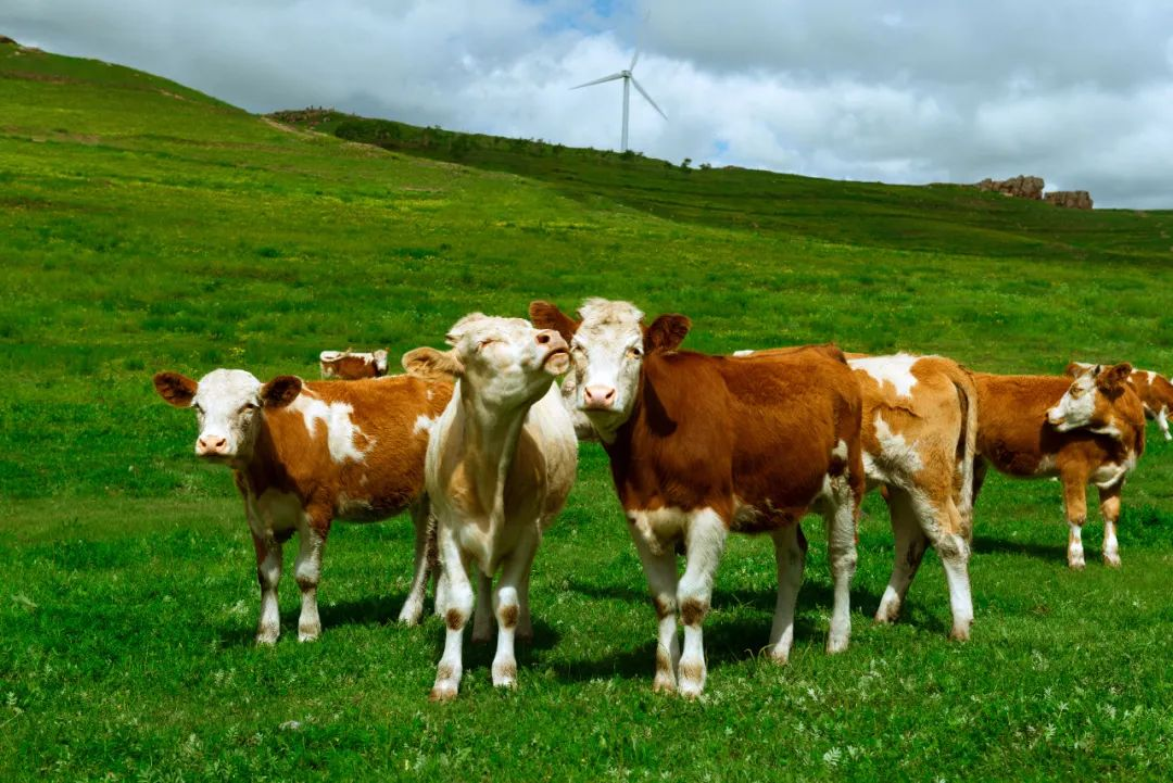 在重庆的这片秘境,有广袤无垠的草地,成群的牛羊漫步其中,犹如一幅生