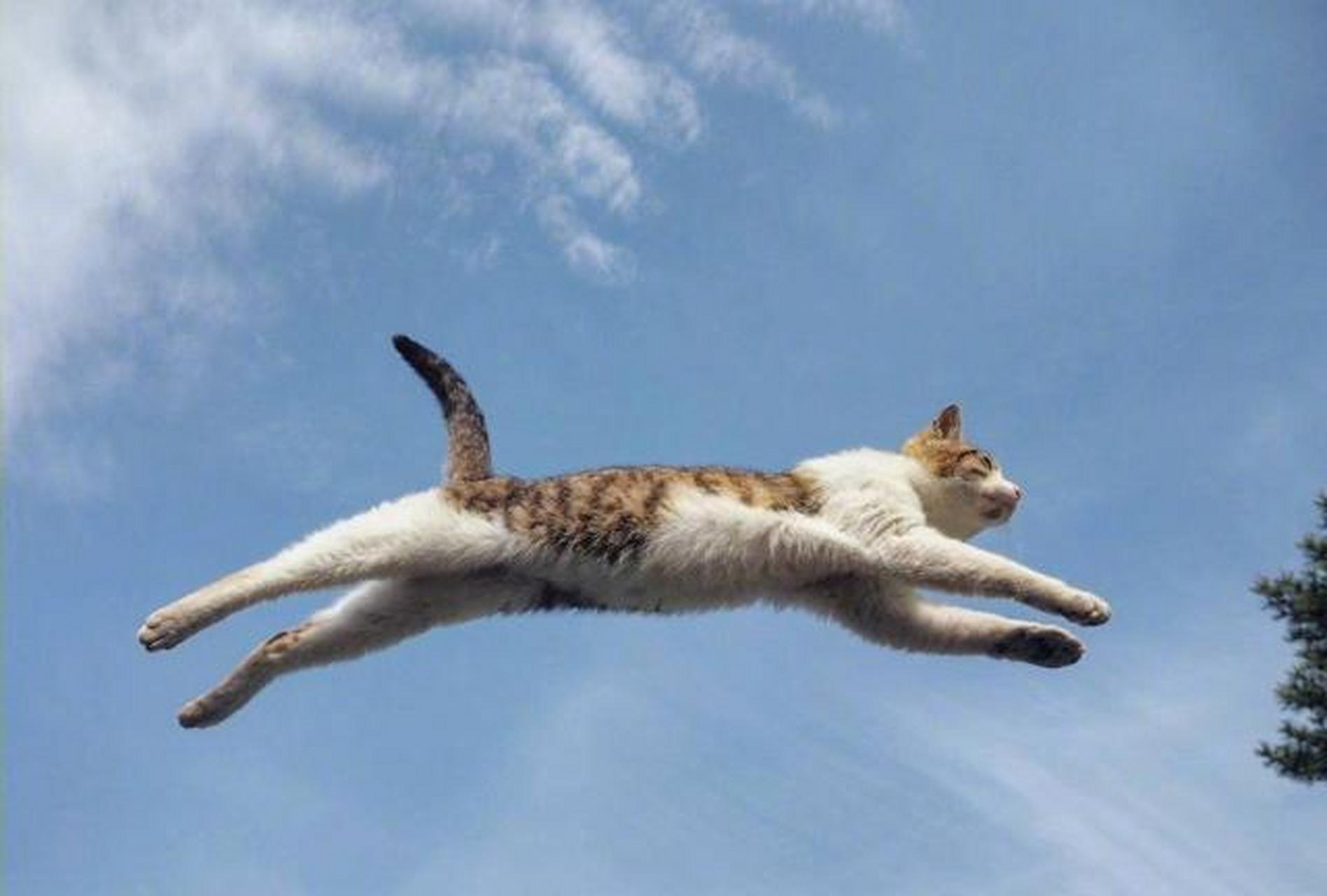 日本摄影师nyankichi,喜欢捕捉流浪猫猫跳跃于天空中飞翔的瞬间,这