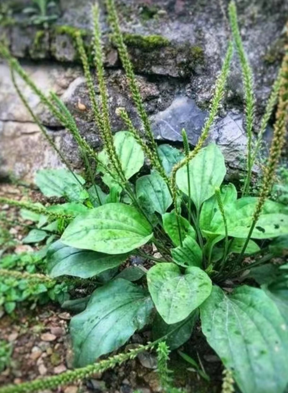 大三阳睡不着,两种草药泡水喝,肝好没烦恼,有乙肝的朋友今天有福了,让