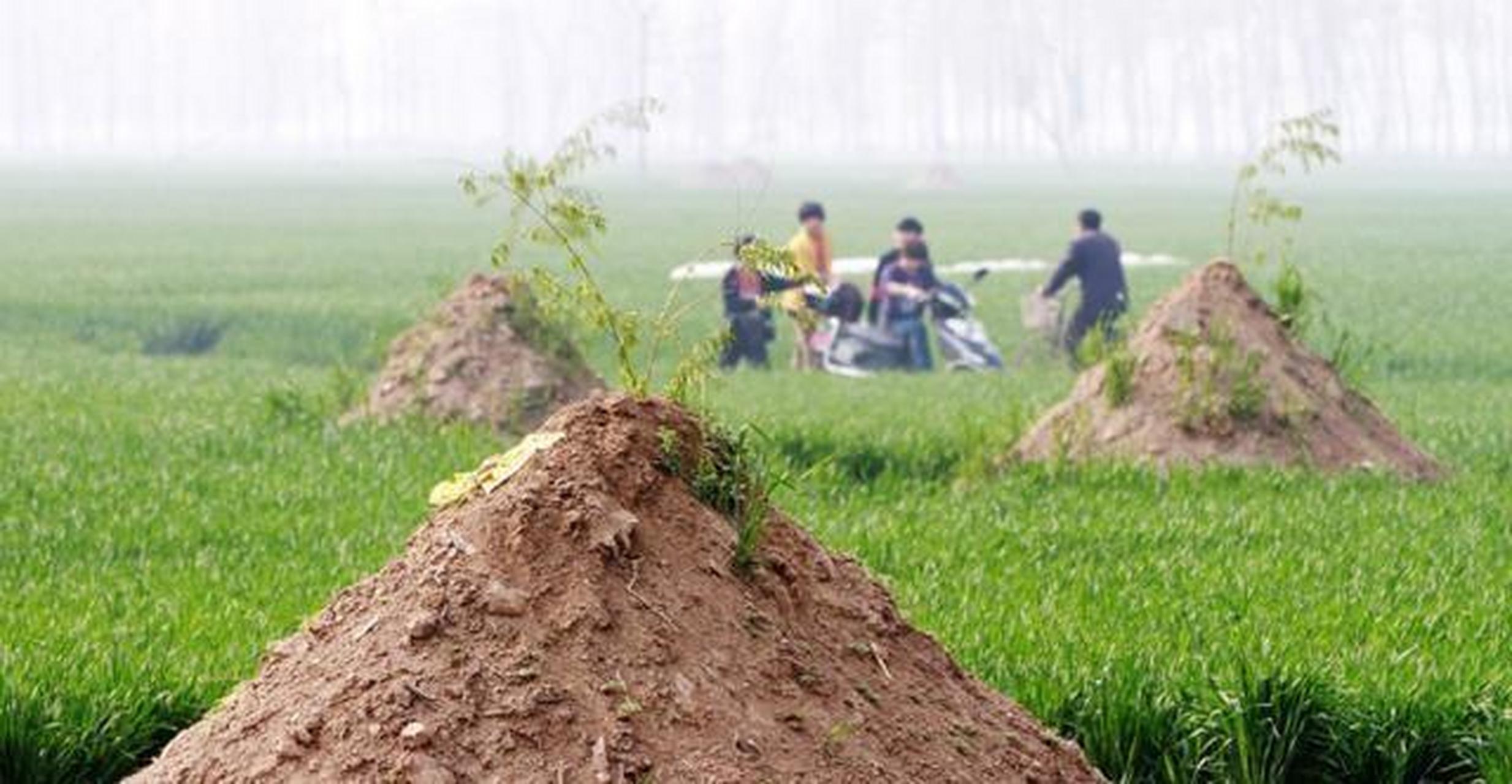 5月起农村坟地要全部清理了?耕地合并:耕地建坟,违者必究!