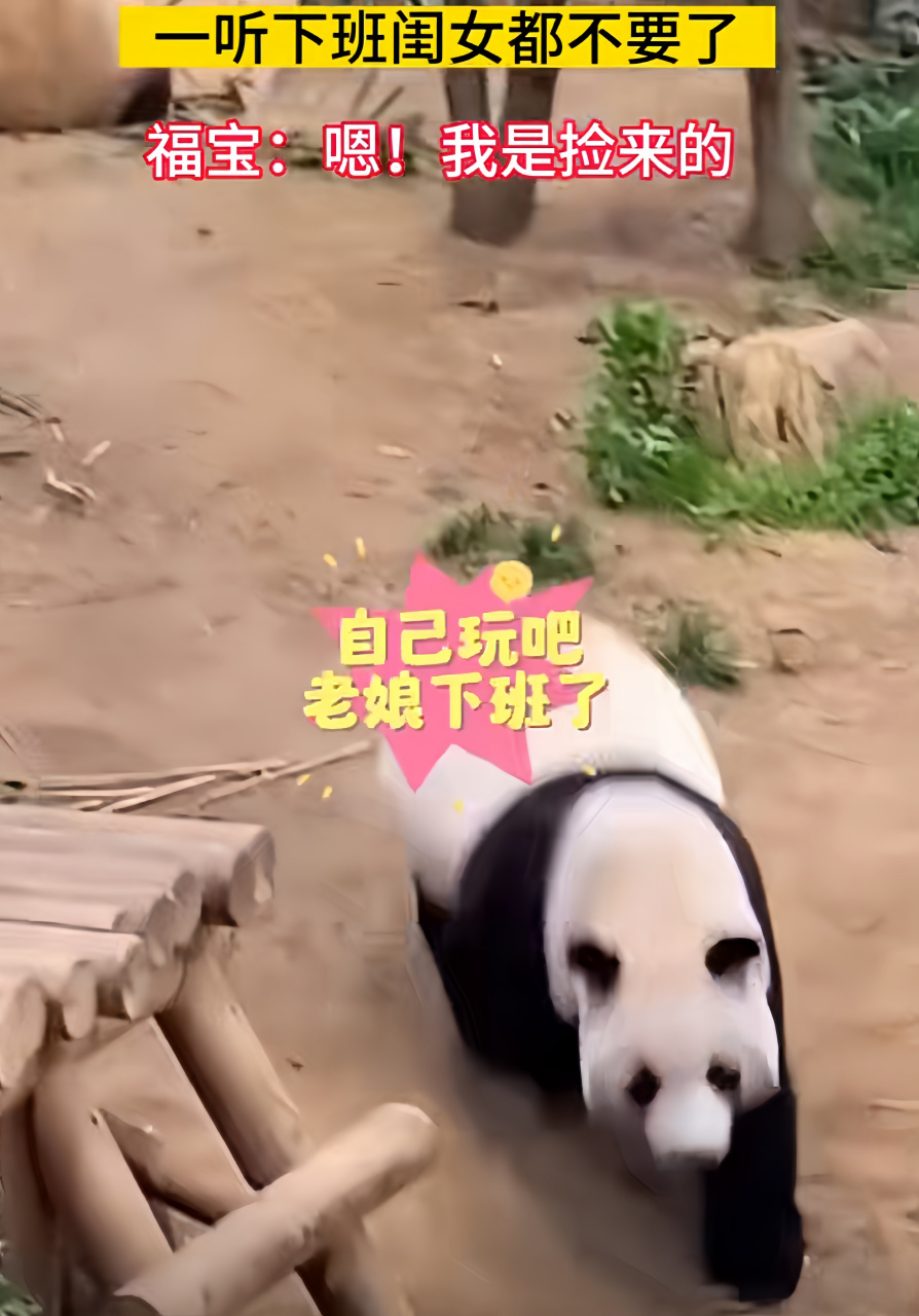 哈哈哈跑得好快,回去喝蓬蓬奶嘛[大笑]搞笑#搞笑# #大熊猫# #萌宠