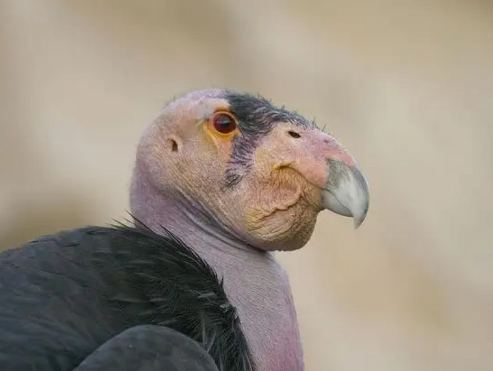 世界最丑的动物 加州秃鹫 加州秃鹫说他长得丑,真的一点都不为过,黑色