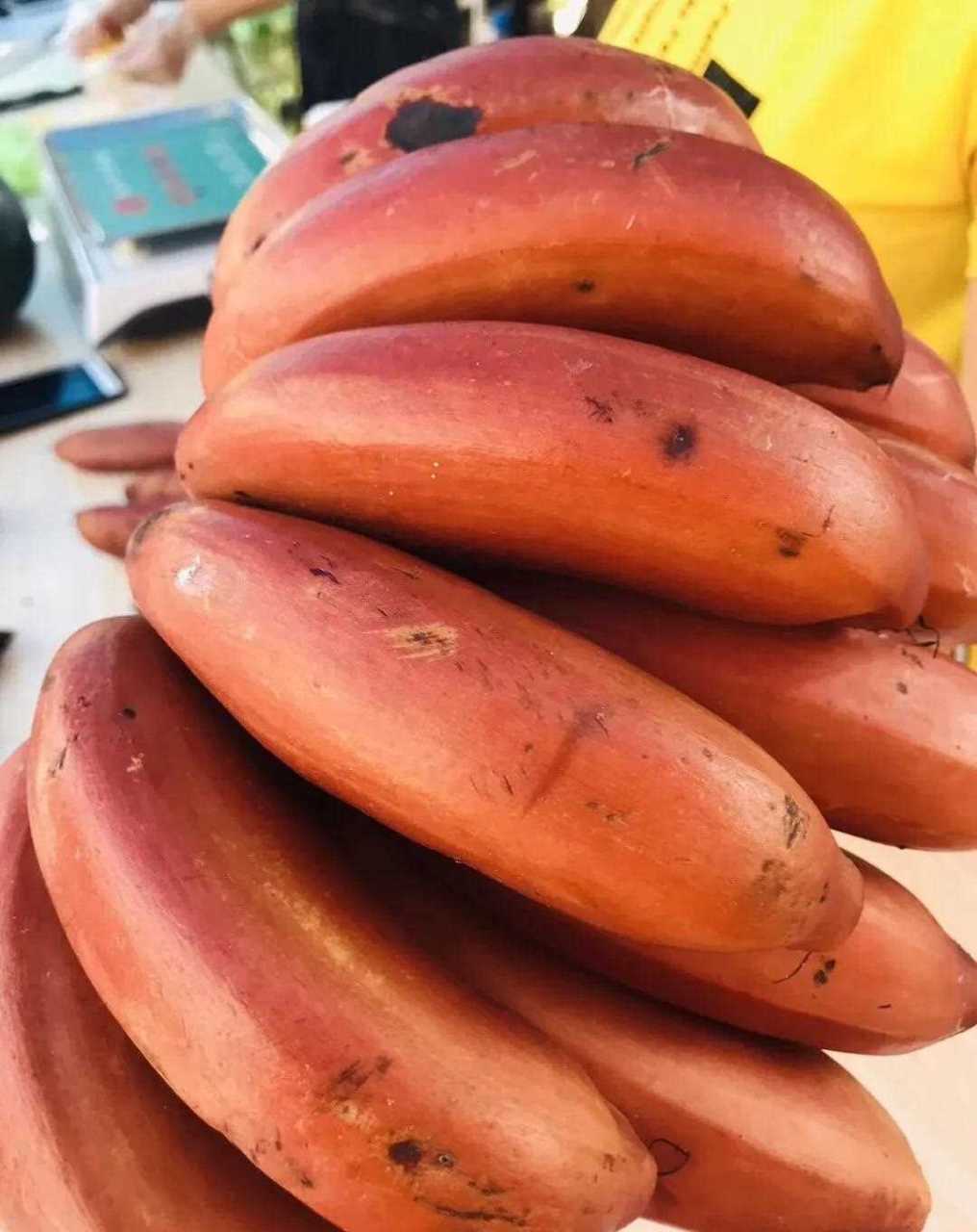 漳州特产红香蕉,红皮香蕉3年才结一次果,味道非常非常好吃,香醇软糯