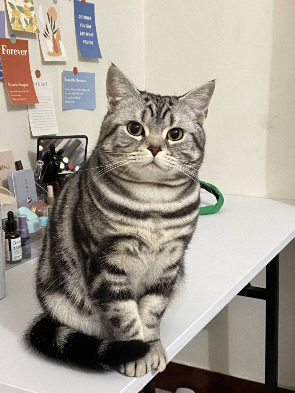 温柔敦厚,沉静内敛的猫中贵族  一看就知道这只美短虎斑非常老实,真是