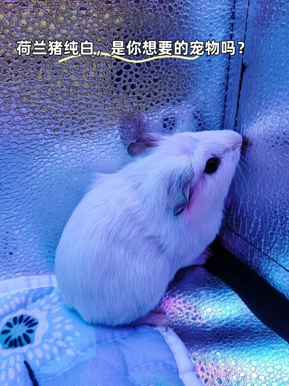 荷兰猪,又名豚鼠,是一种小型哺乳动物,原产于南美洲.