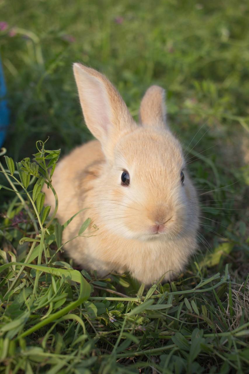 提供适宜的栖息环境:兔子需要一个安全,干燥,宽敞的栖息地.