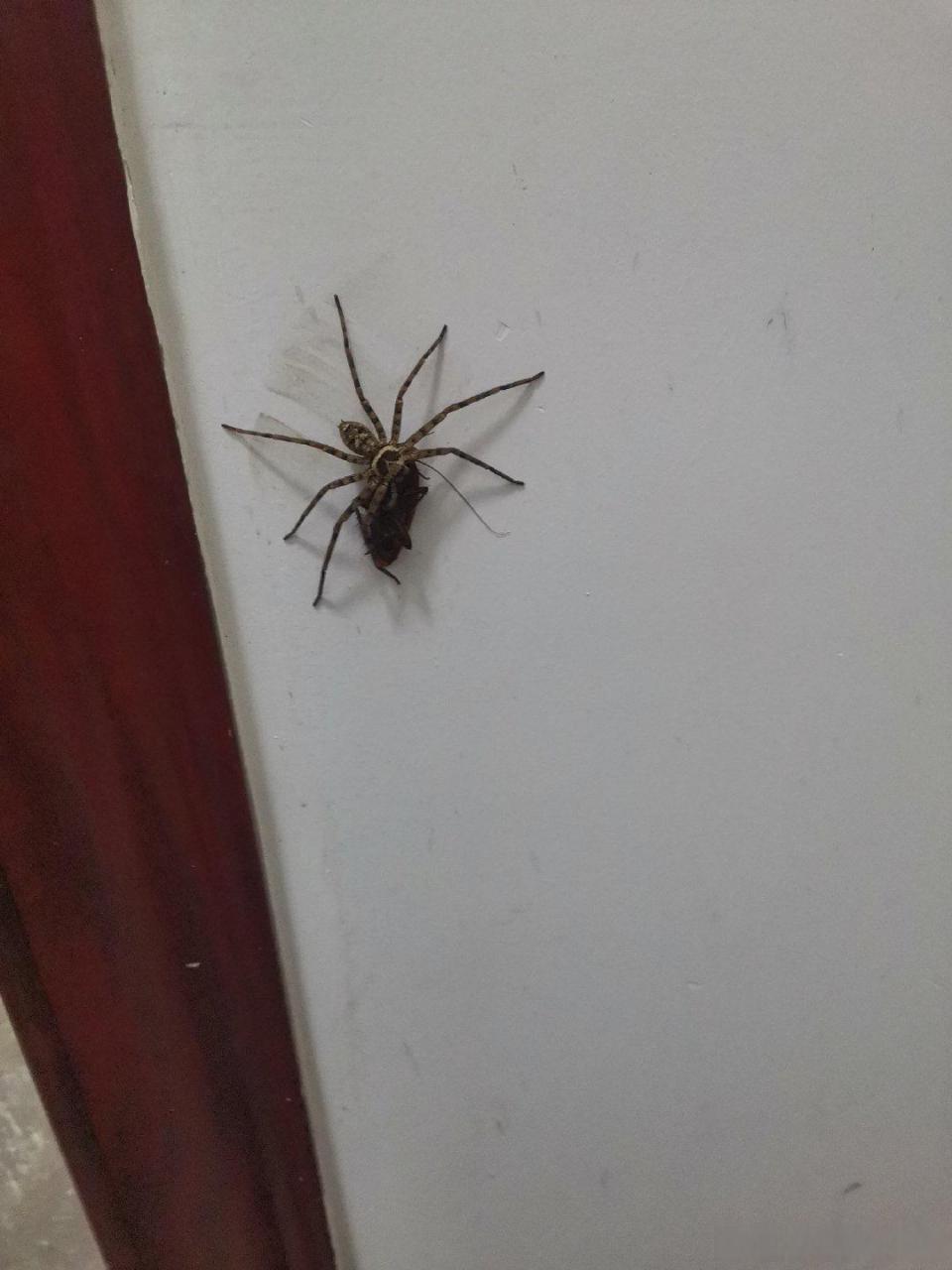 这个高脚蜘蛛真的会抓蟑螂,太厉害了  #搞笑