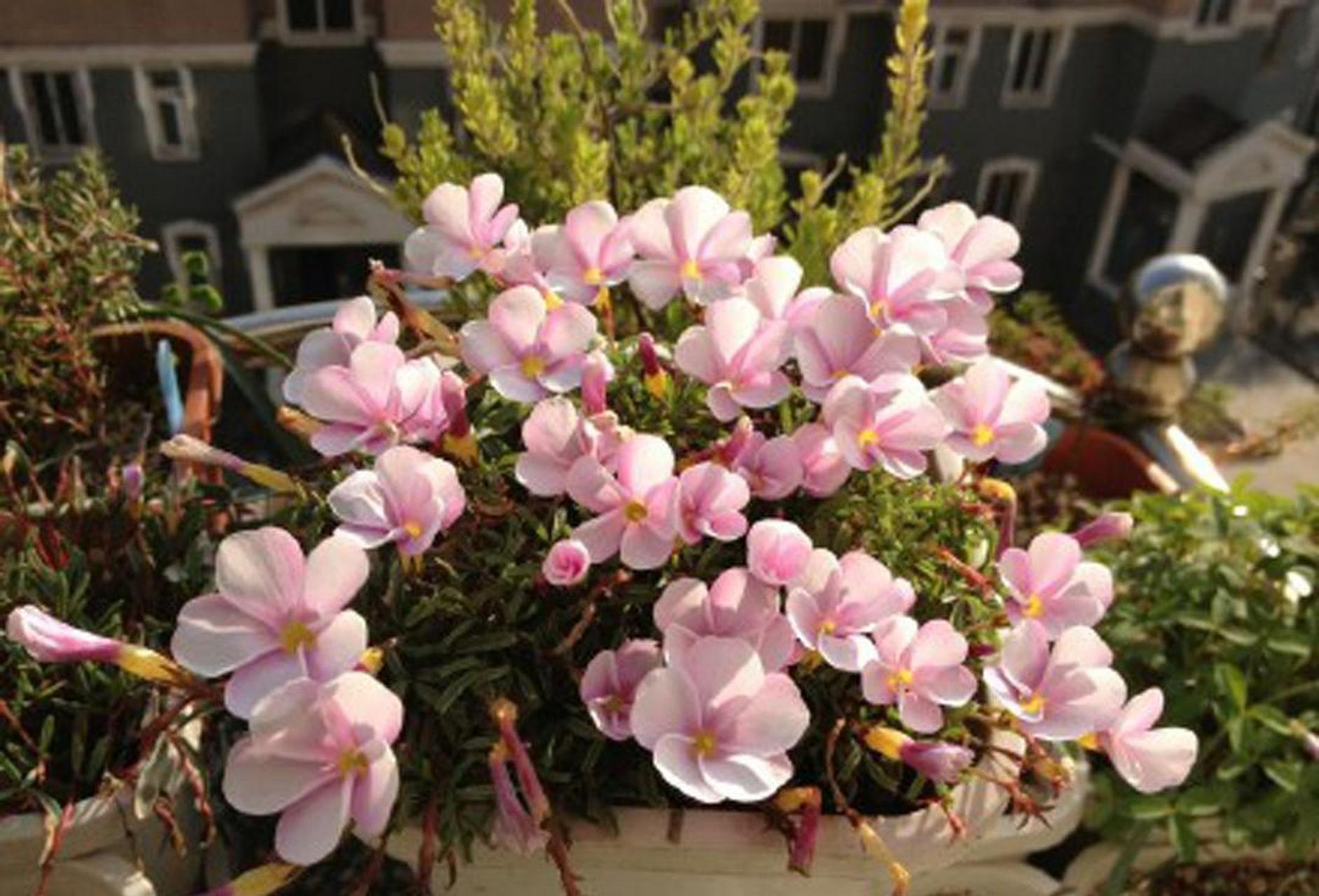 粉白桃之辉,多年生小球根,常作一年生栽培,株高约20cm左右,株型矮小