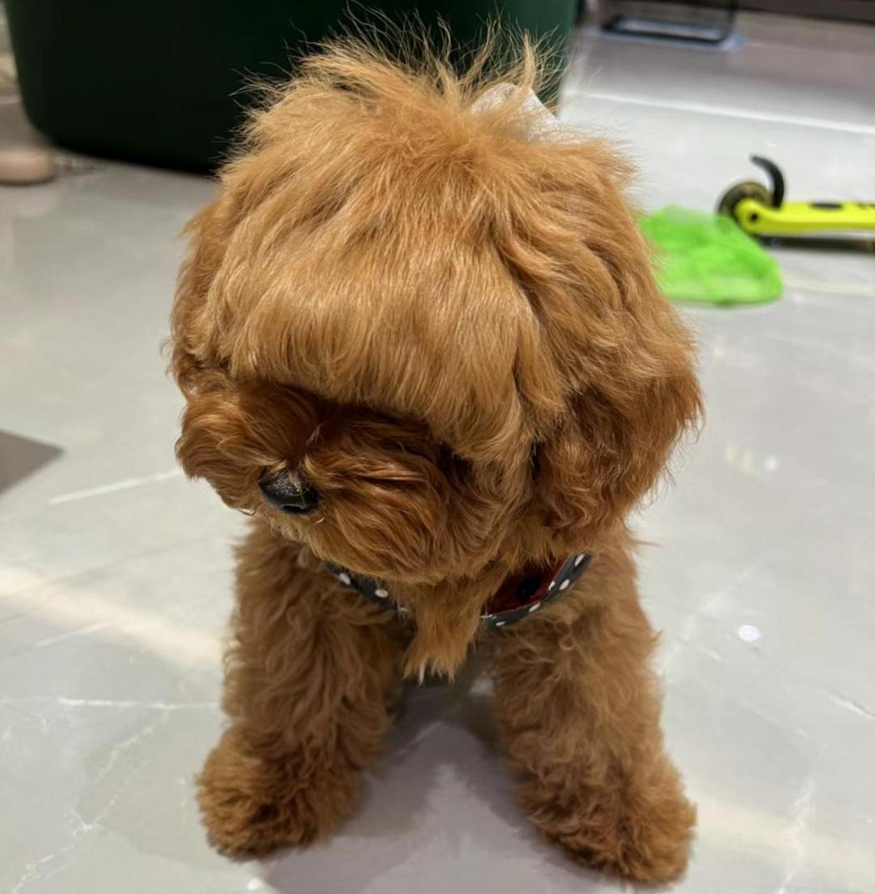 给狗狗剪的新发型,帅不帅?