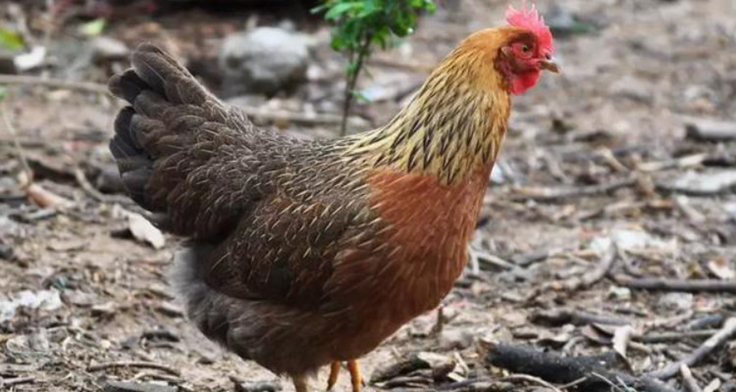 清远鸡,又称清远麻鸡,是一种著名的优质地方禽鸡.