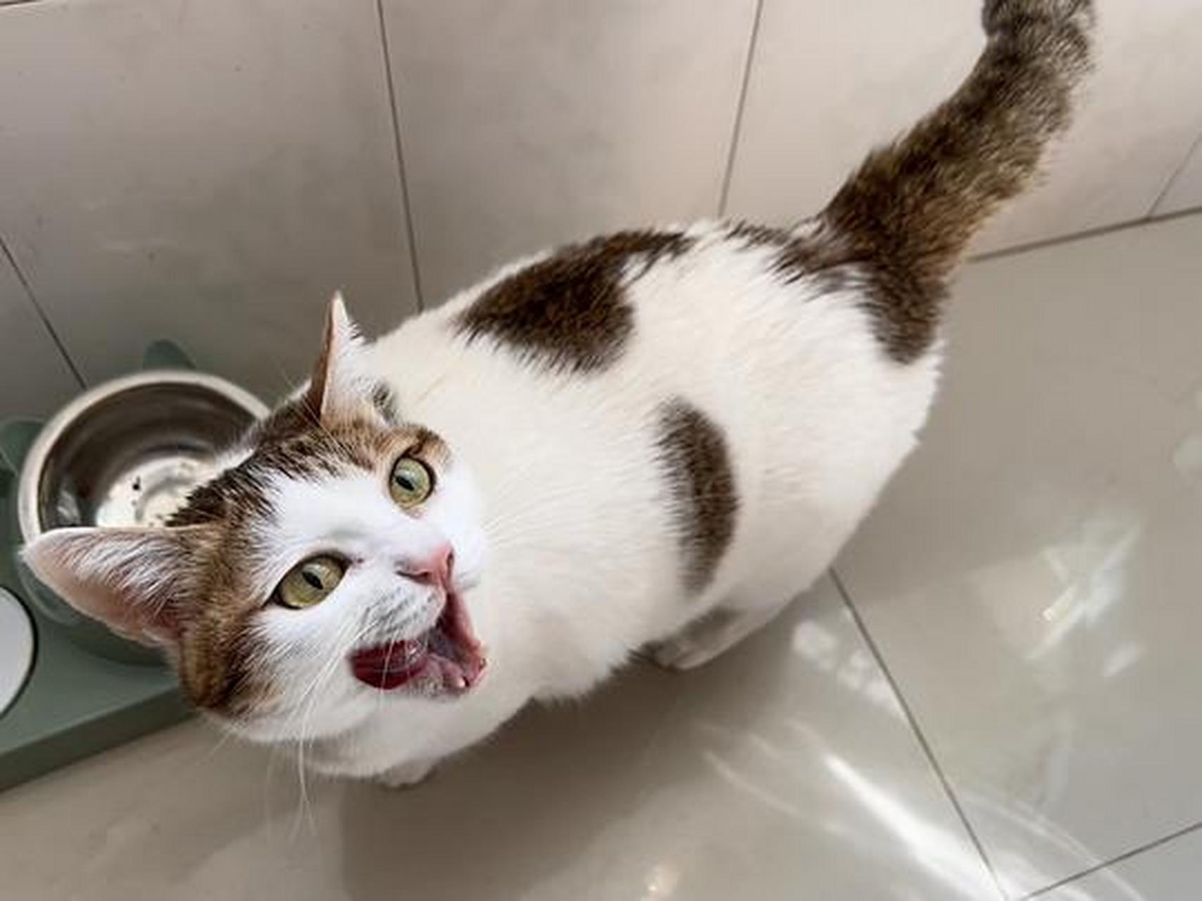 偶遇一只大花猫[二哈]