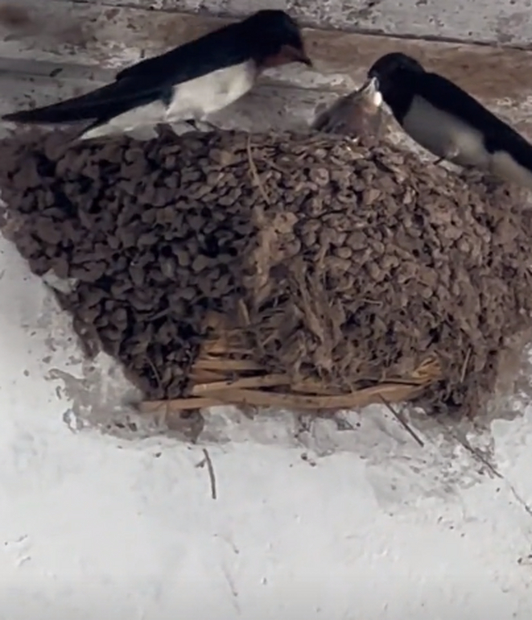 雏燕在窝里拉粑粑,老燕争着快速衔走清理.