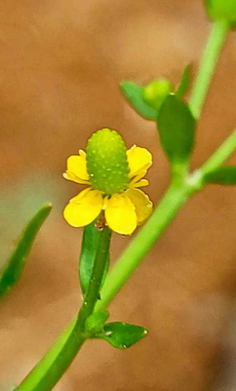 分享图片—石龙芮,又叫黄花菜,别名天豆. [爱钱]  (图片来源网络)