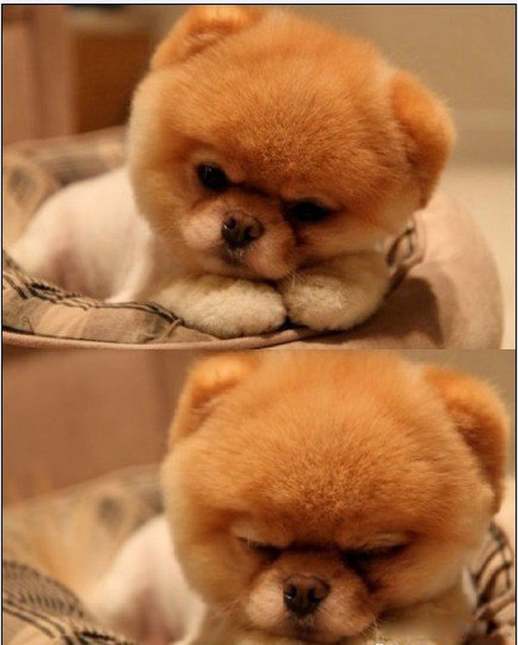 李梅亭在街上装腔跳嚷道:"孙小姐,你真坏!你也来开我的玩笑.