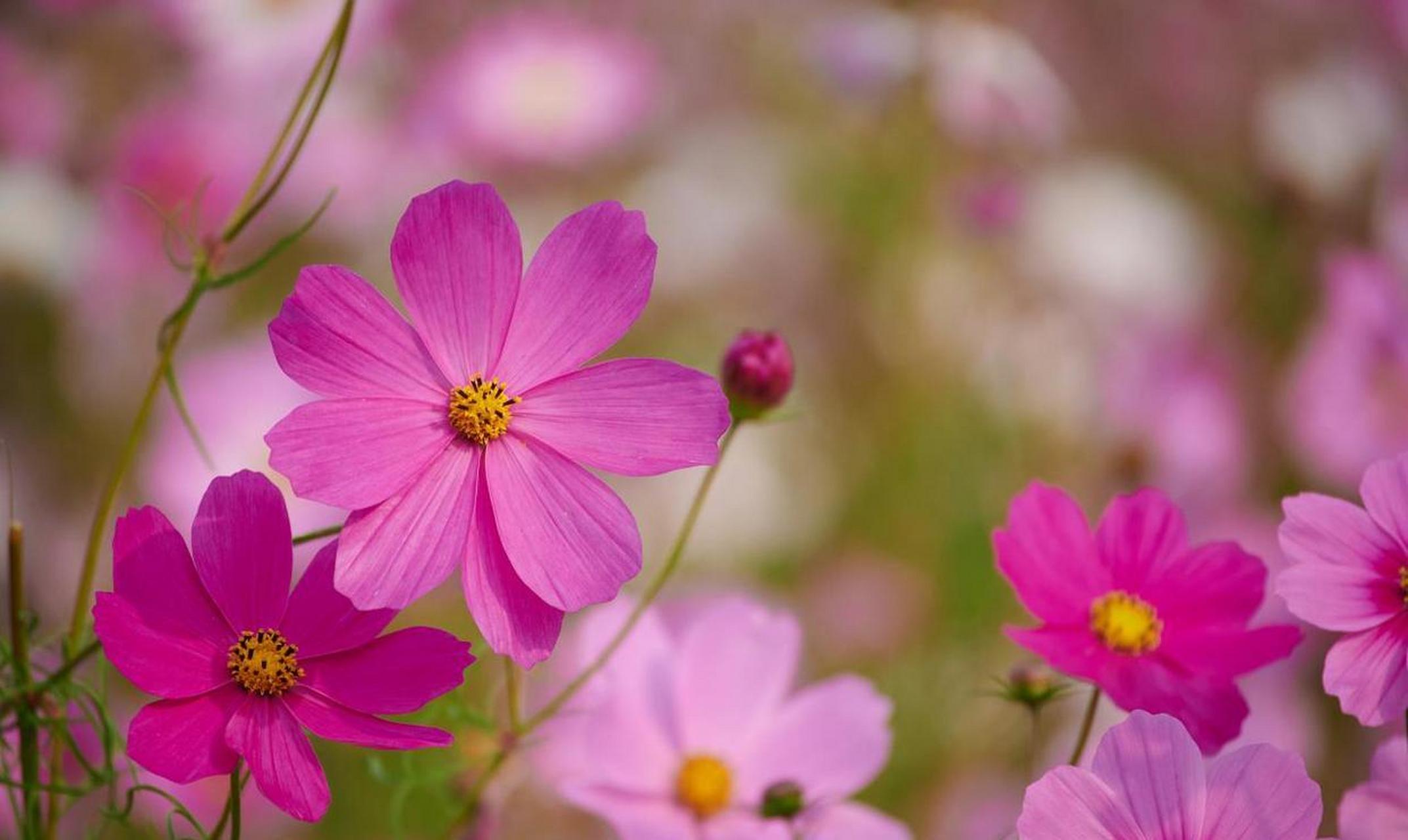 格桑花是一种有争议的植物,它是藏族文化的象征,具体是那一种植物,没